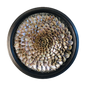Rainbow Abalone Shell Artwork
